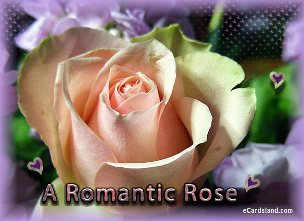 A Romantic Rose