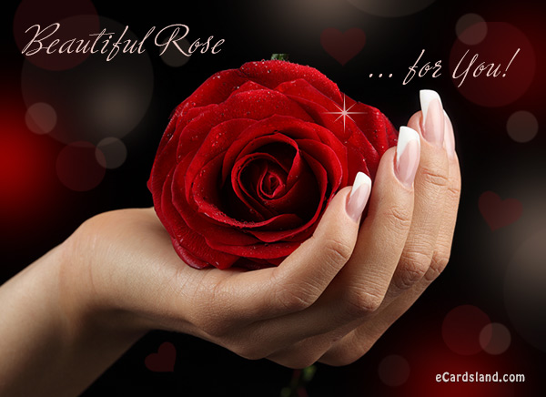 Beautiful Rose for You