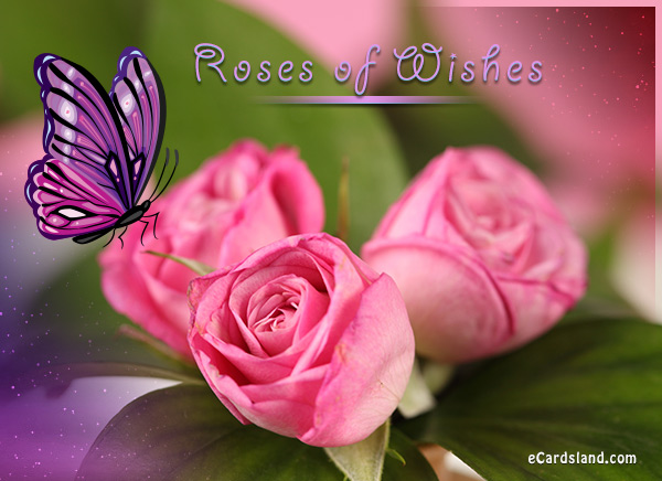 Roses of Wishes