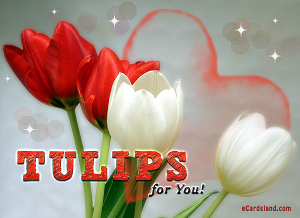 Tulips for You