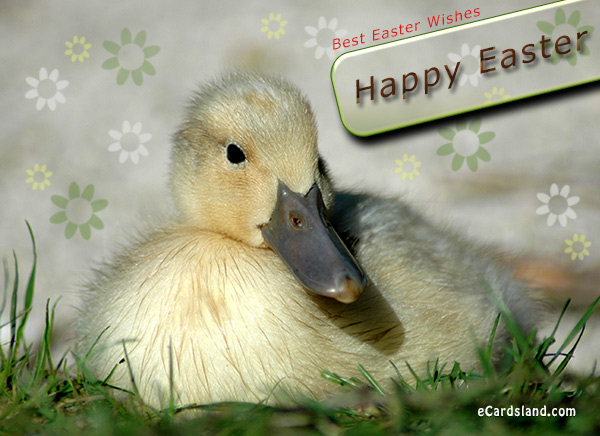 Best Easter Wishes