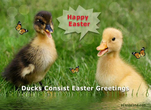 Ducks Consist Easter Greetings