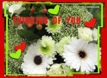 Free eCards, Flowers e-cards - Thinking of You