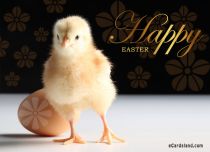 Free eCards Easter - Easter Chick