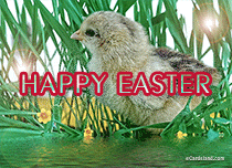 Free eCards, Easter cards free - Easter Chick eCard