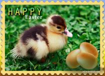 Free eCards - Easter Duck