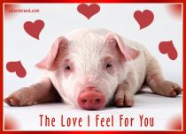 Free eCards - The Love I Feel For You