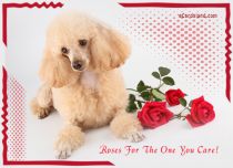 Free eCards, Funny Name Day cards - Roses For The One You Care